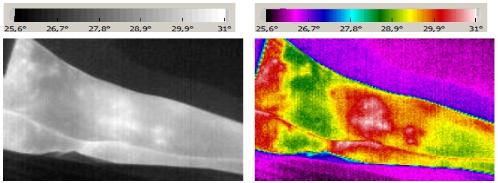 �������������� ������ ���� ��������